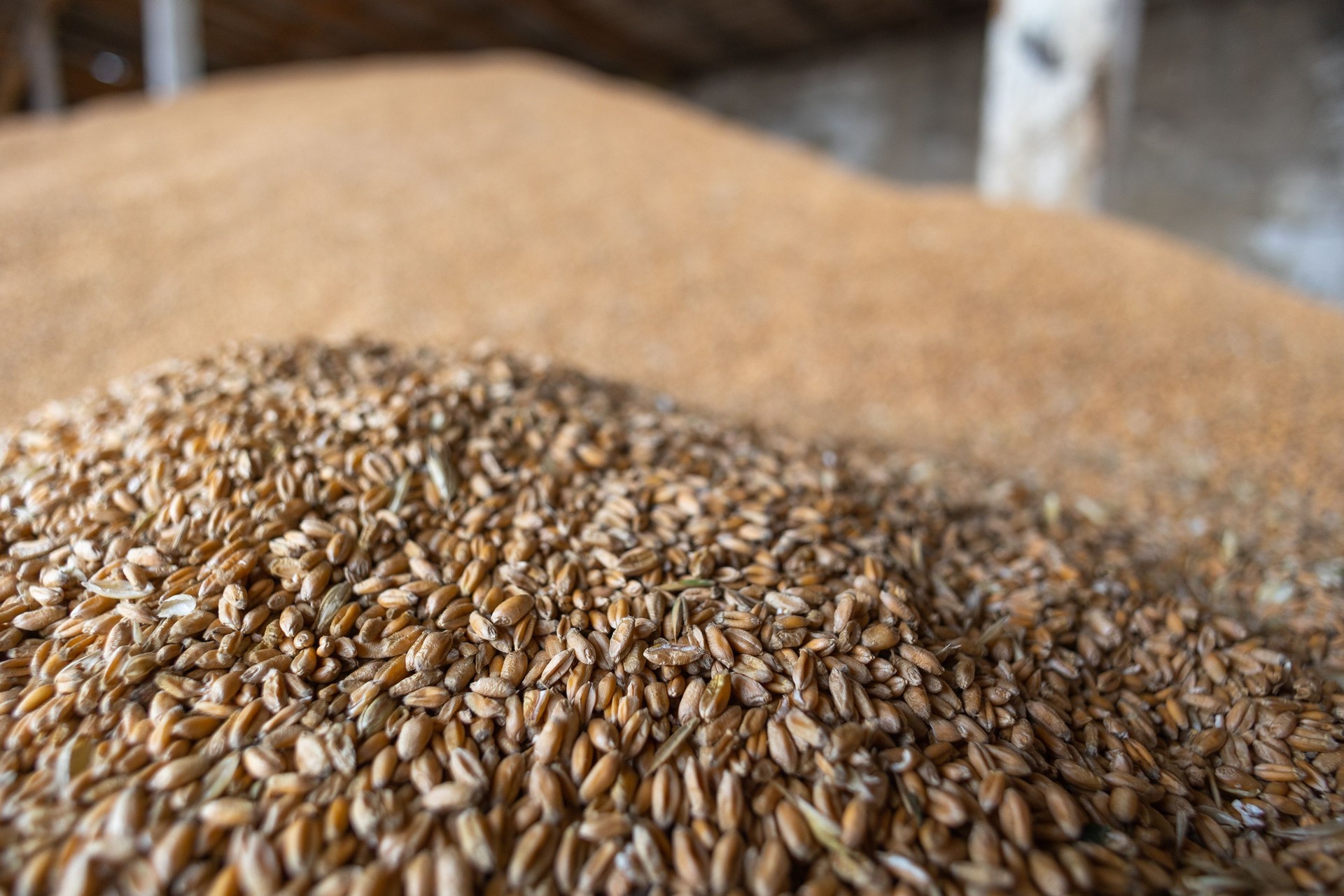 Piles of wheat grains at mill storage or grain elevator. The main commodity group in the food markets
